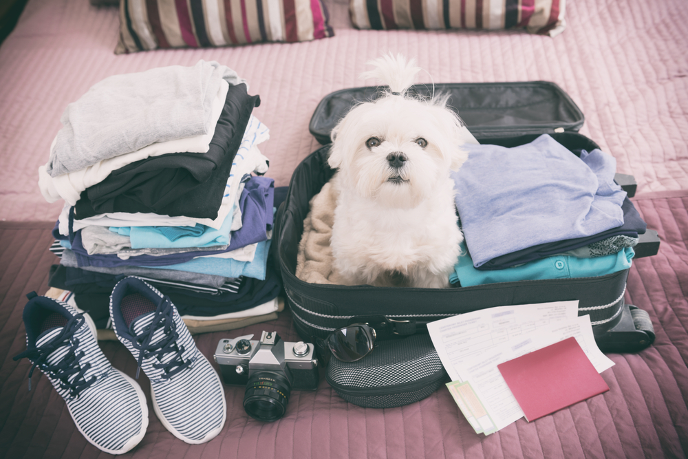 cute Maltese puppy sitting on a suitcase with travel items.