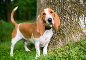 Petland Pembroke Pines picture of Basset Hound in the outdoors staring at the camera.