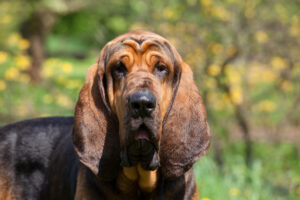 Petland Pembroke Pines picture of cute Bloodhound puppy looking at camera..