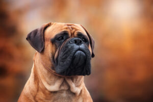 Petland Pembroke Pines picture of Bullmastiff looking off into the distance.