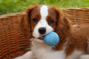 Petland Pembroke Pines picture of a cute Cavalier King Charles Spaniel with a little blue ball and staring at the camera.