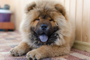 Petland Pembroke Pines picture of Chow Chow puppy staring at the camera with its tongue out.