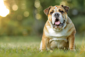 Petland Pembroke Pines picture of cute English Bulldog staring at the camera.