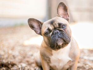 Petland Pembroke Pines picture of French Bulldog staring at the camera.