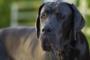 Petland Pembroke Pines picture of a Great Dane looking at the camera.