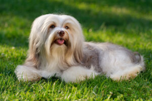 Petland Pembroke Pines picture of a cute Havanese puppy lying on a grassy field.