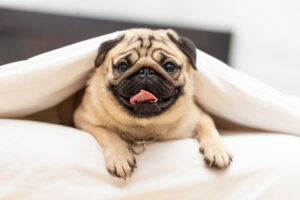 Petland Pembroke Pines picture of a cute Pug puppy lying in blanket on white bed in bedroom.