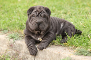 Petland Pembroke Pines picture of a cute Sharpei puppy lying in the garden.
