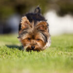 Yorkshire_Terrier_Petland_Puppy