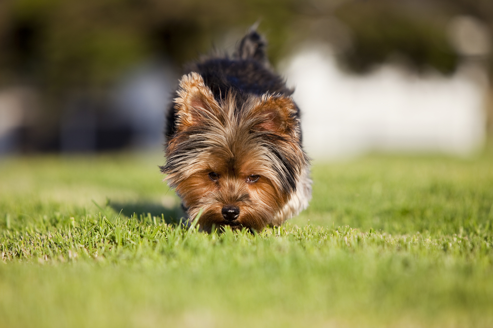 Yorkshire_Terrier_Petland_Puppy