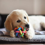 Golden_Retriever_Puppy_Petland_Toy