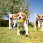 Petland_Puppies_Playing