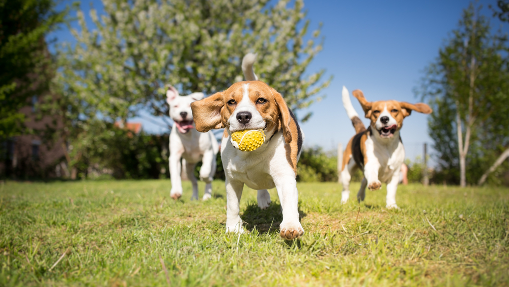 Petland_Puppies_Playing