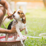 Petland_Puppy_Bathing