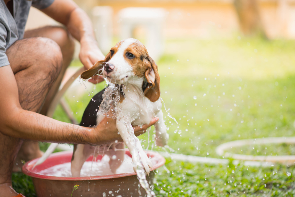 Petland_Puppy_Bathing