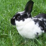 Black_And_White_Bunny_Petland