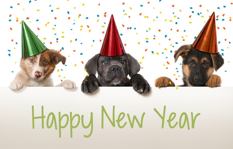 Petland_Puppies_New_Year