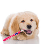 Golden_Retriever_Petland_Puppy