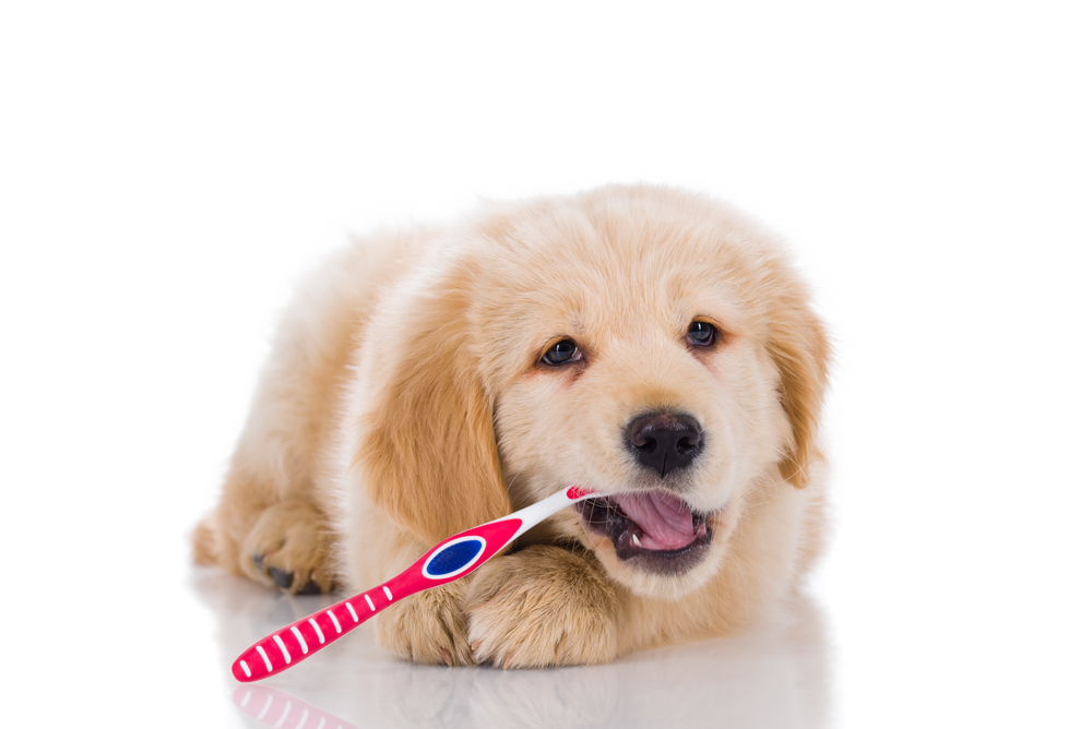 Golden_Retriever_Petland_Puppy