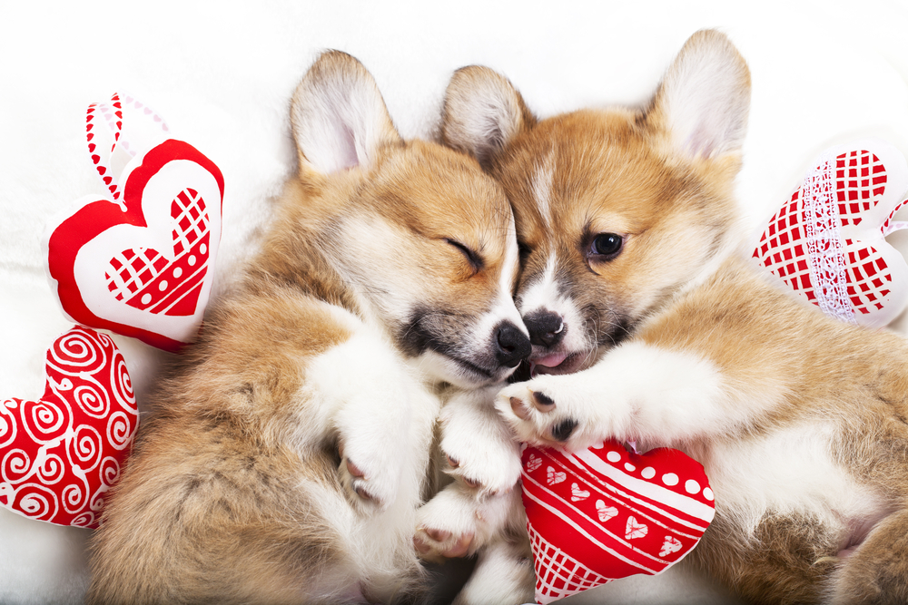 Pembroke_Welsh_Corgis_Puppies_Petland