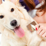 Grooming_Golden_Retriever_Petland_Puppy
