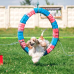 Petland_Puppy_Agility_Lessons