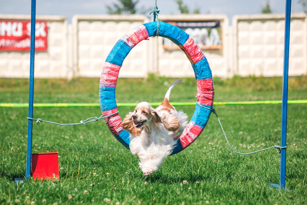 Petland_Puppy_Agility_Lessons