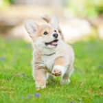 Puppy_Petland_Pemroke_Welsh_Crogi
