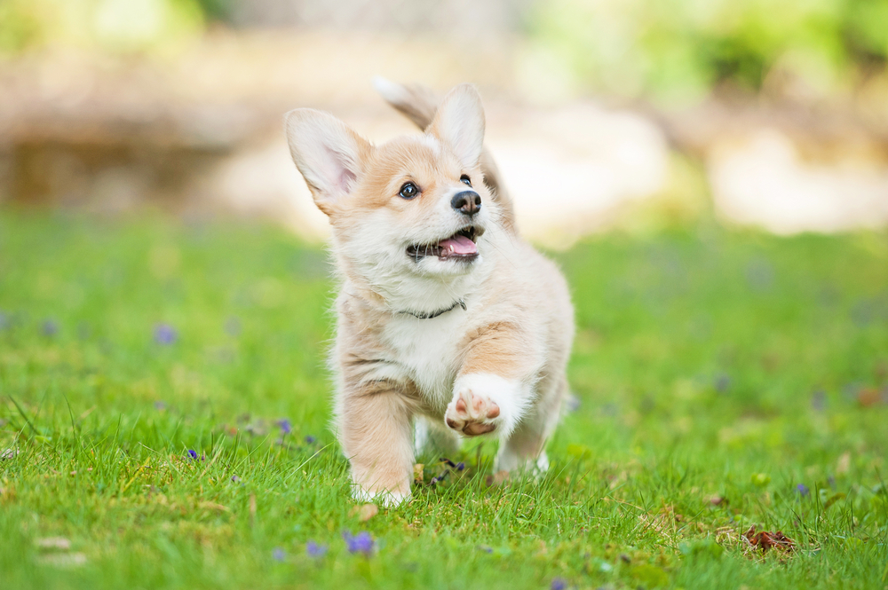 Puppy_Petland_Pemroke_Welsh_Crogi
