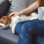 Petland_Cavalier_King_Charles_Spaniel_Puppy