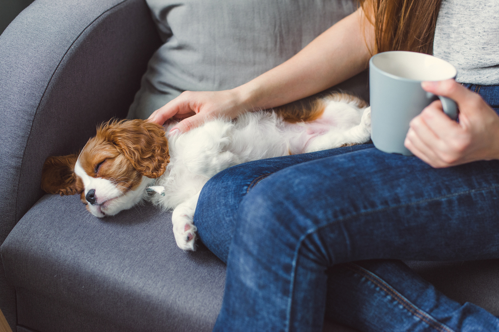 Petland_Cavalier_King_Charles_Spaniel_Puppy
