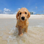 Beach_Golden_Retriever_Petland_Puppy