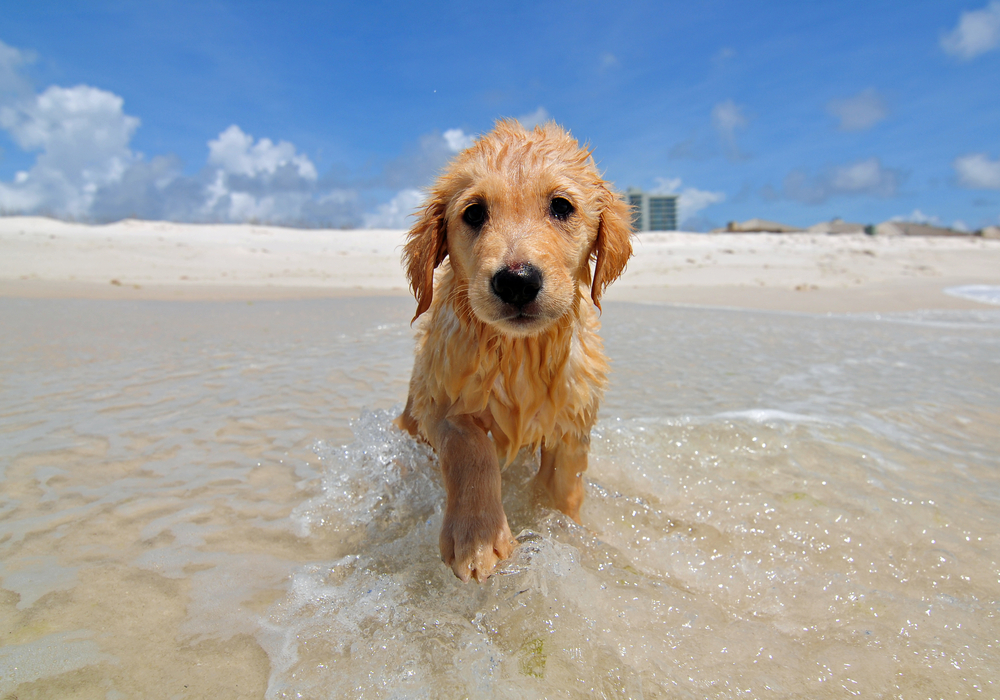 Beach_Golden_Retriever_Petland_Puppy