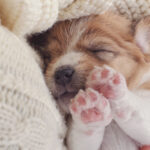 A cute puppy sleeps in a bed with their paws up.