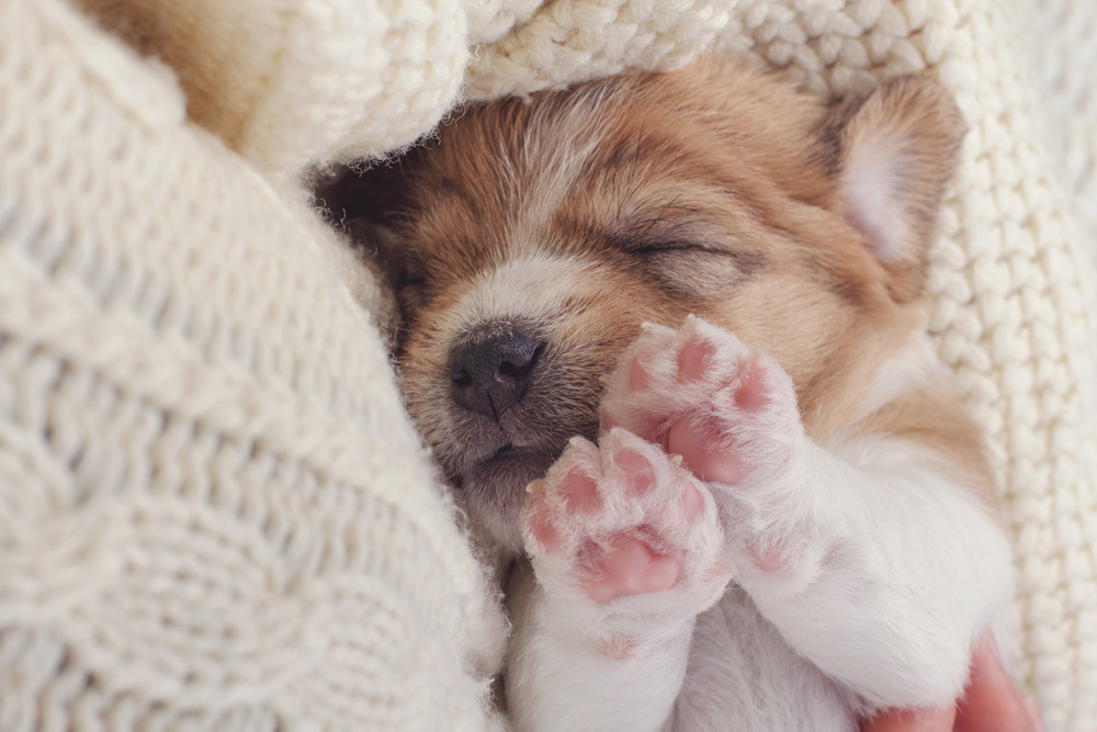 A cute puppy sleeps in a bed with their paws up.