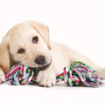 Playing_Golden_Retriever_Puppy_Petland