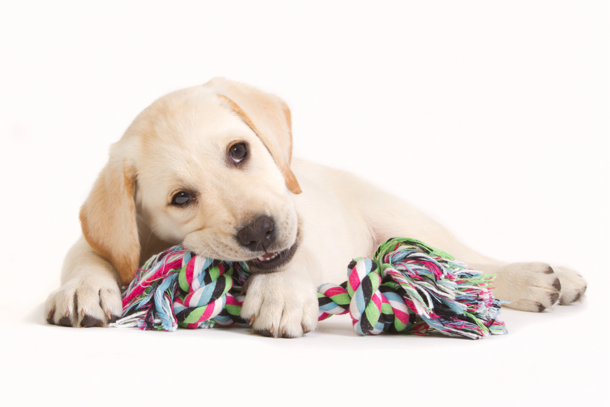 Playing_Golden_Retriever_Puppy_Petland