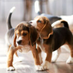 Beagles_Puppies_Petland