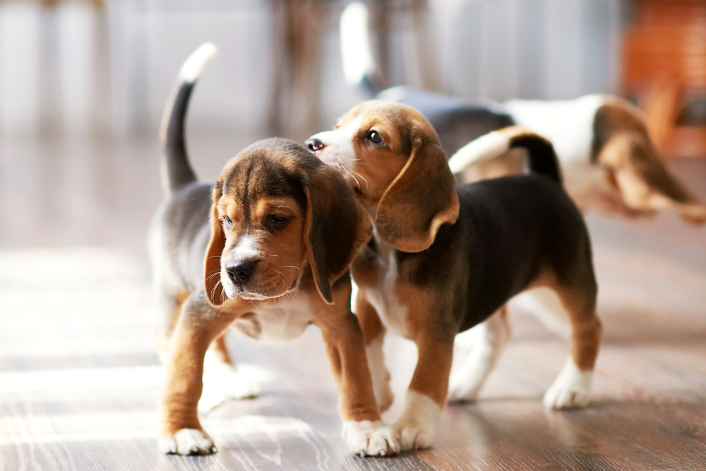 Beagles_Puppies_Petland