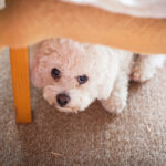 scared puppy looking up under a dinner table.