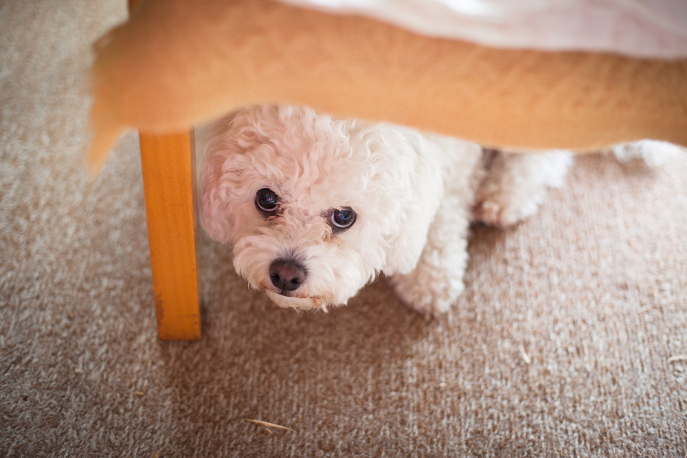 scared puppy looking up under a dinner table.