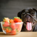 Black_Pug_Petland_Puppy