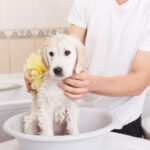 A cute Golden Retriever gets bathed with a yellow towel by their owner .