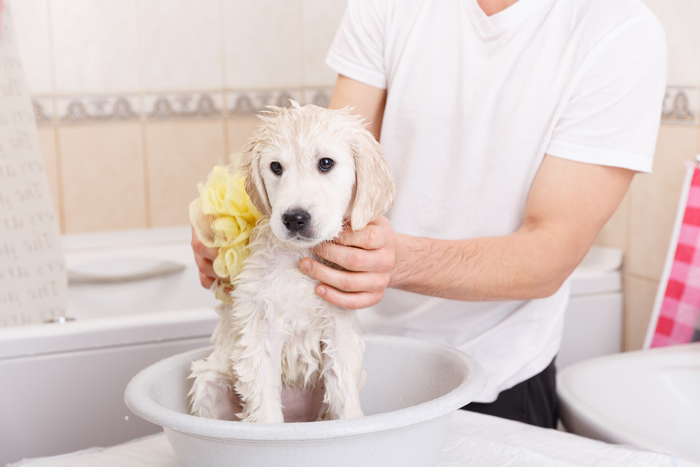 A cute Golden Retriever gets bathed with a yellow towel by their owner .