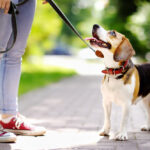 A cute Beagle with its leash standing and staring up at its owner during a walk.