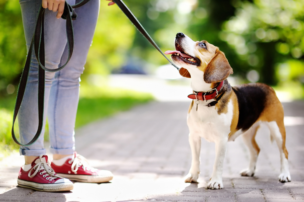 A cute Beagle with its leash standing and staring up at its owner during a walk.