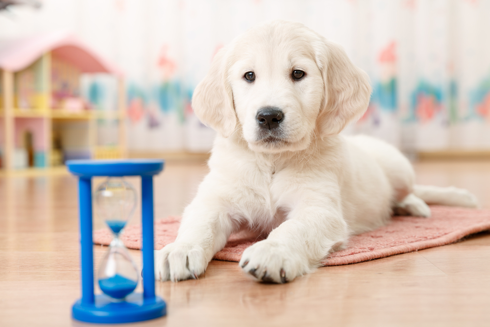 Puppy_Golden_Retriever_Puppy