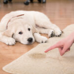 Puppy_Petland_Golden_Retriever