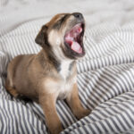 Puppy_Sleepy_Petland