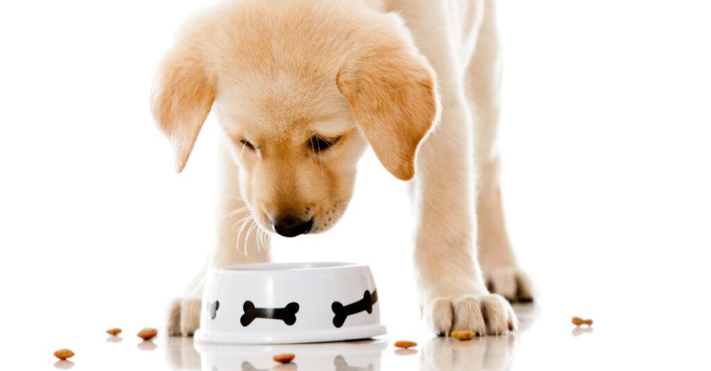 A cute Labrador Retriever eats food from a white dog bowl.